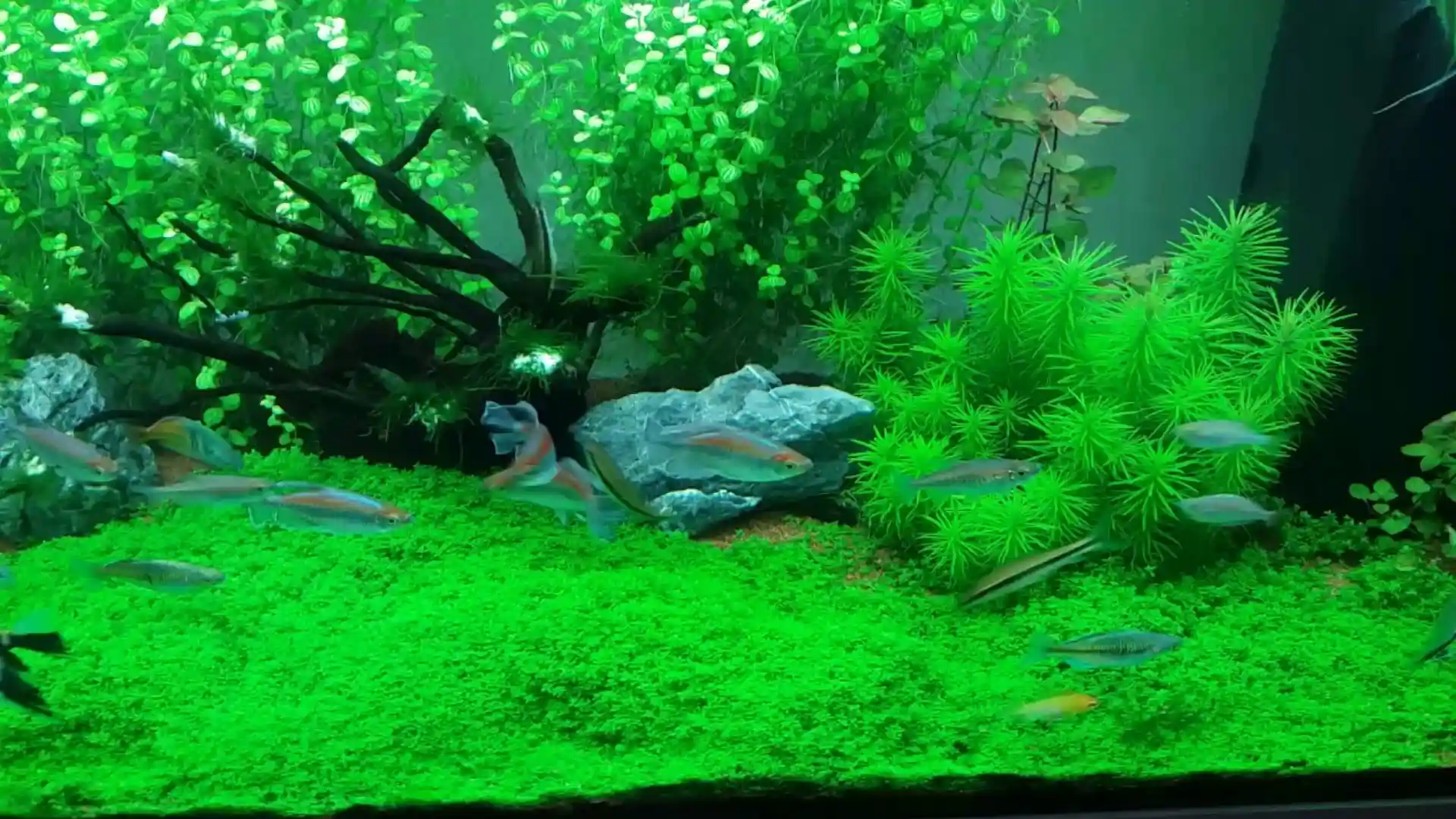 How To Remineralize Water For An Aquarium