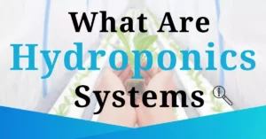 What Are Hydroponics Systems